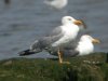 Yellow-legged Gull at River Roach (Steve Arlow) (49092 bytes) Yellow-legged Gull at River Roach (Steve Arlow) (49092 bytes)